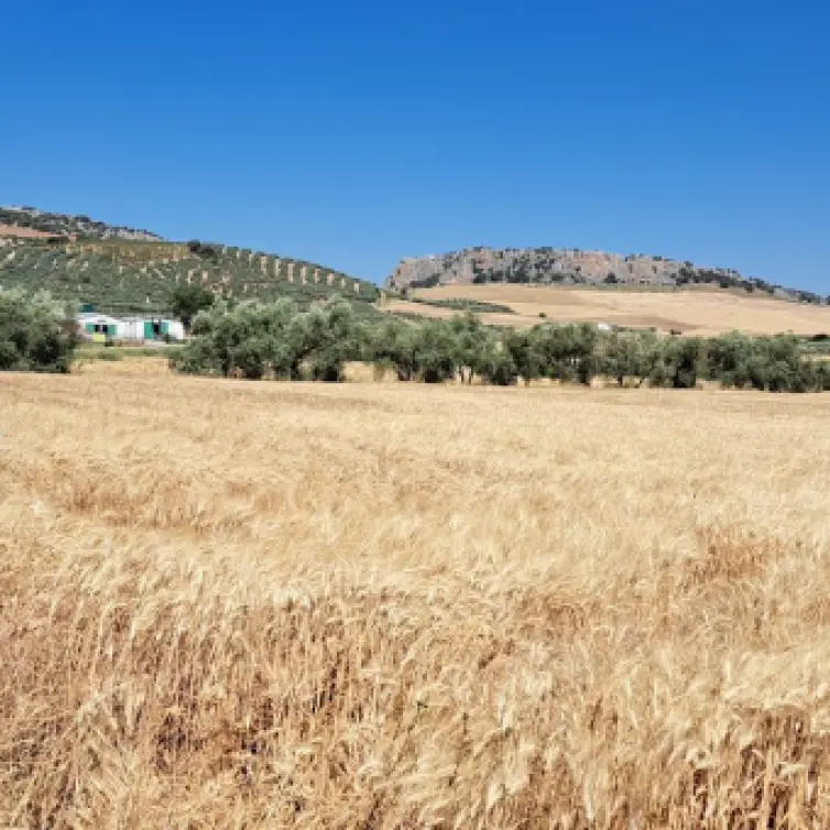 Продажа  жилого участка в Cuevas del Becerro