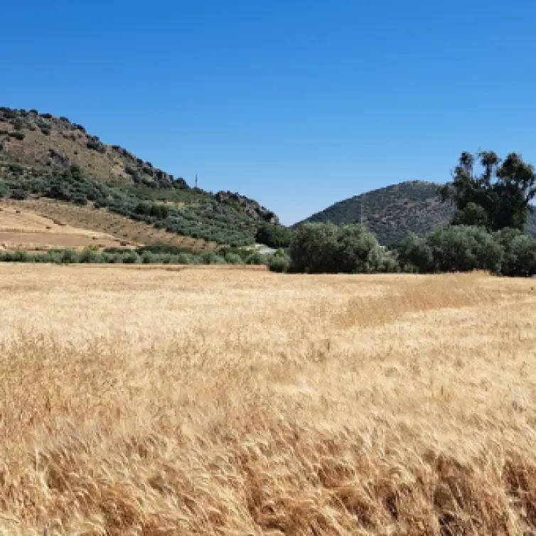 Продажа  жилого участка в Cuevas del Becerro