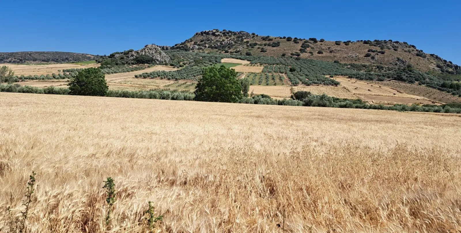 Sale of residential plot in Cuevas del Becerro 6