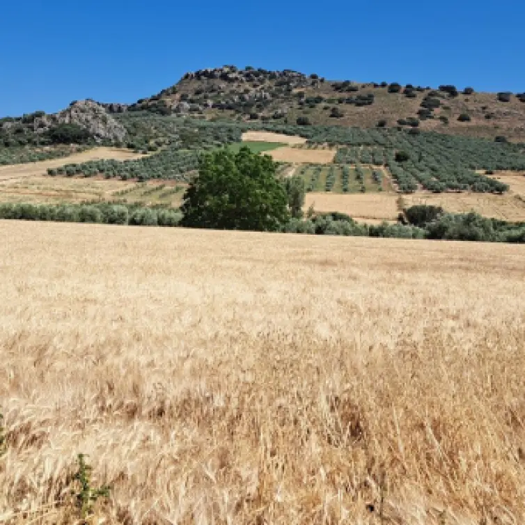 Продажа  жилого участка в Cuevas del Becerro