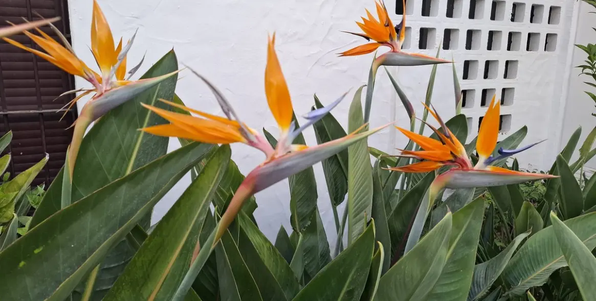 Sale of middle floor apartment in Nueva Andalucía 37