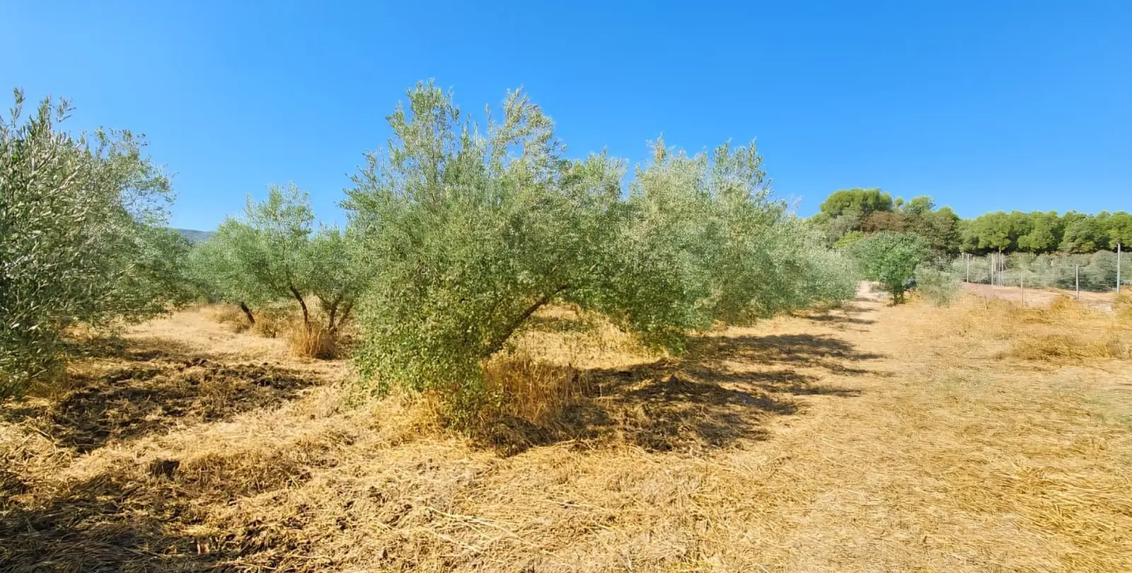 Venta de villa independiente en Ronda 38