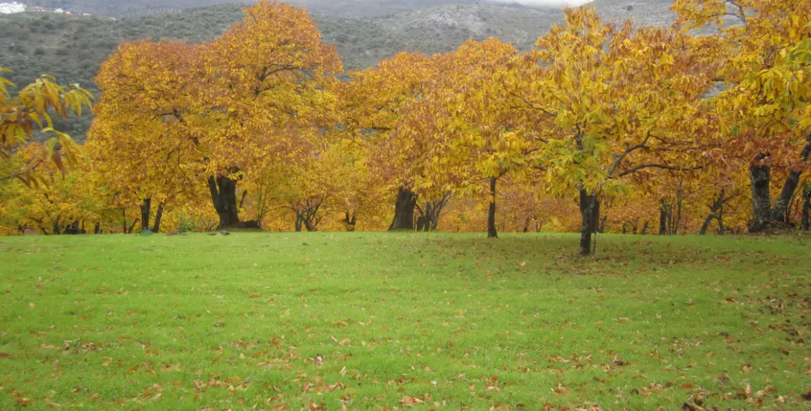 Sale of finca - cortijo in Jubrique 1