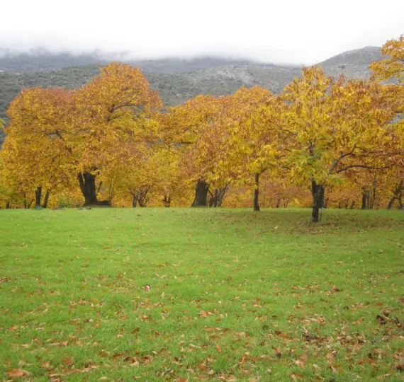 Sale of finca - cortijo in Jubrique