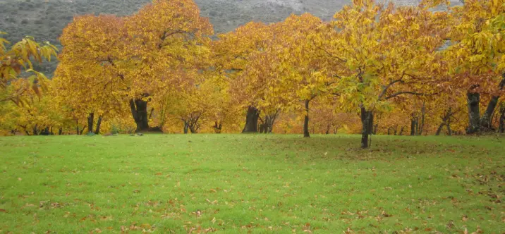 Sale of finca - cortijo in Jubrique 0