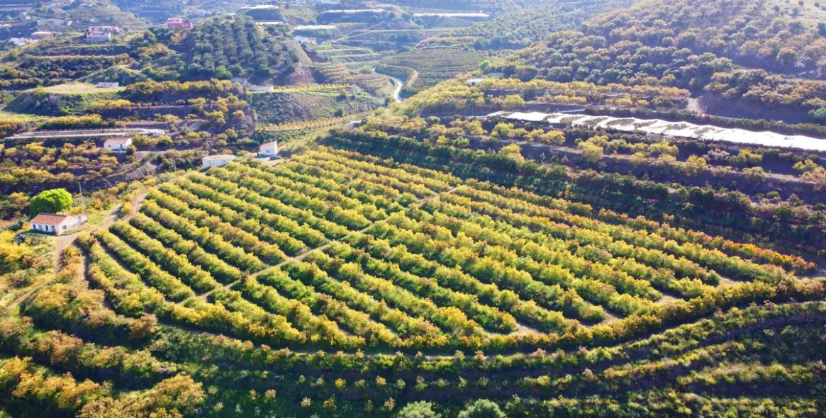 Продажа финки в Algarrobo 3