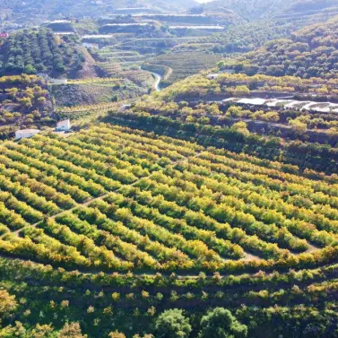 Продажа финки в Algarrobo