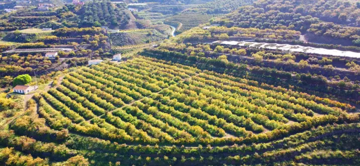 Продажа финки в Algarrobo 2