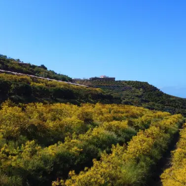 Продажа финки в Algarrobo