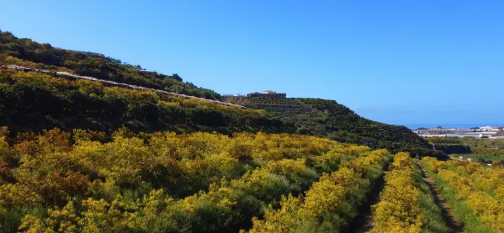 Продажа финки в Algarrobo 3