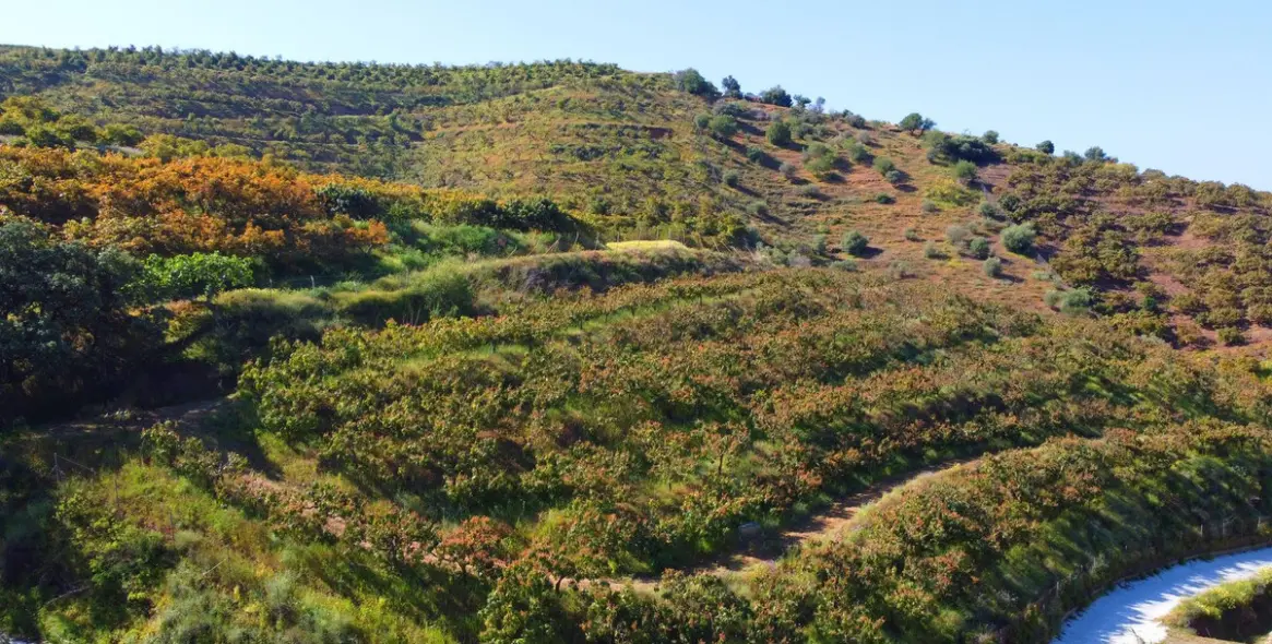 Продажа финки в Algarrobo 5
