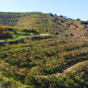 Продажа финки в Algarrobo