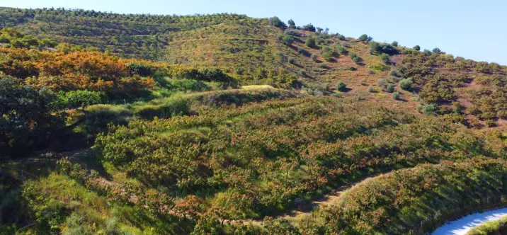Продажа финки в Algarrobo 4
