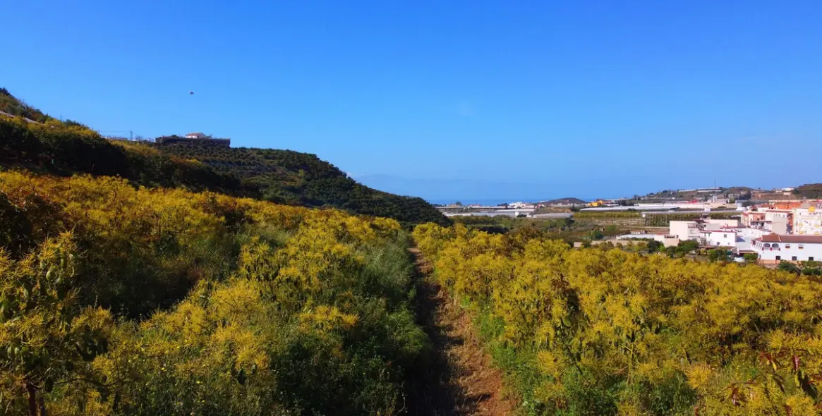 Продажа финки в Algarrobo 17
