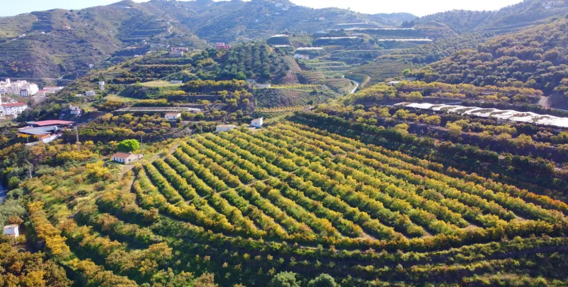 Продажа финки в Algarrobo 18