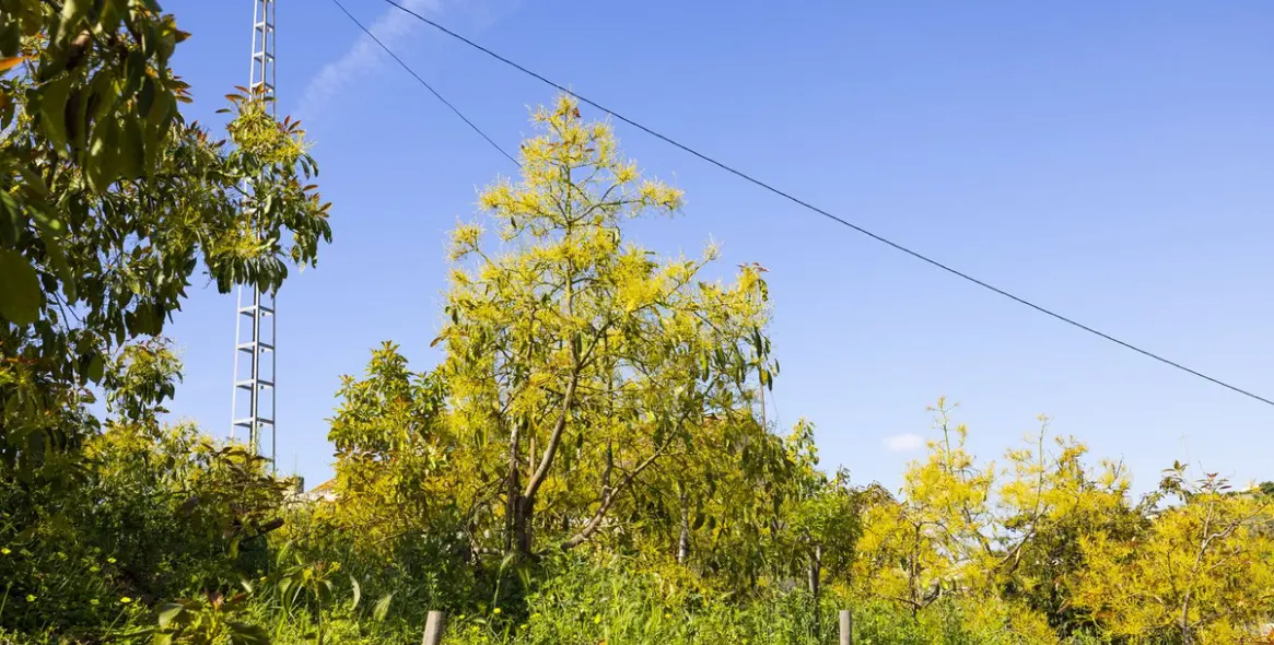 Продажа финки в Algarrobo 22