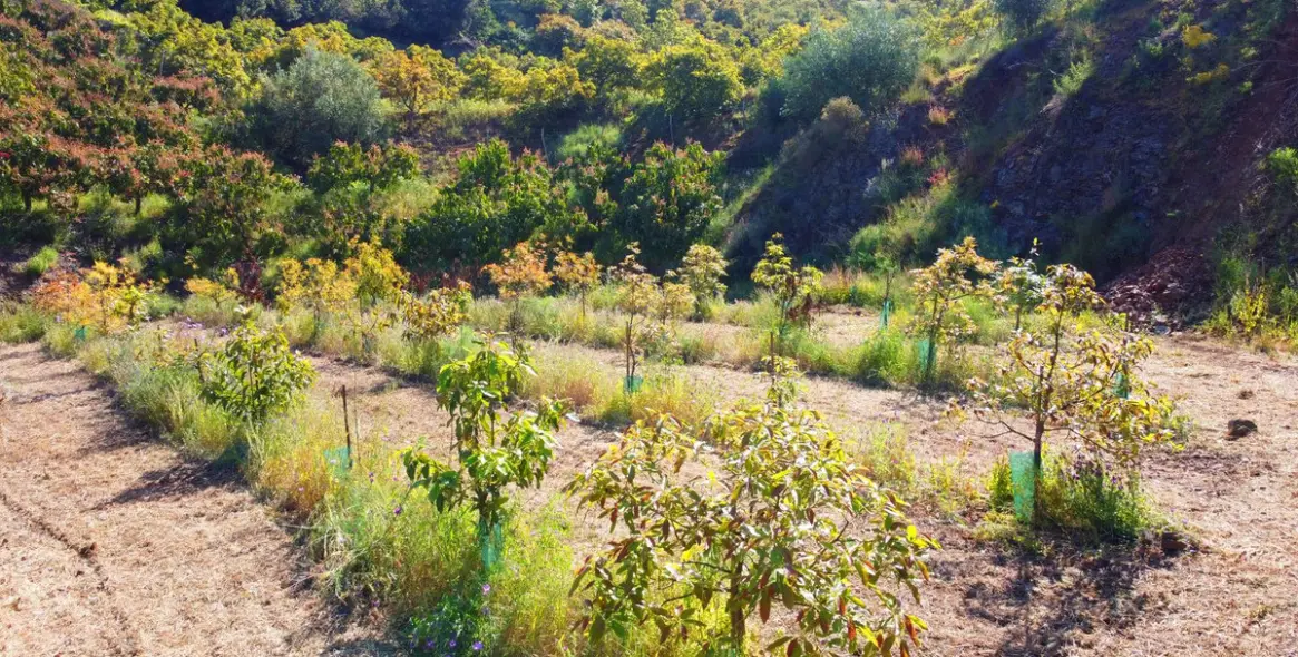 Продажа финки в Algarrobo 23