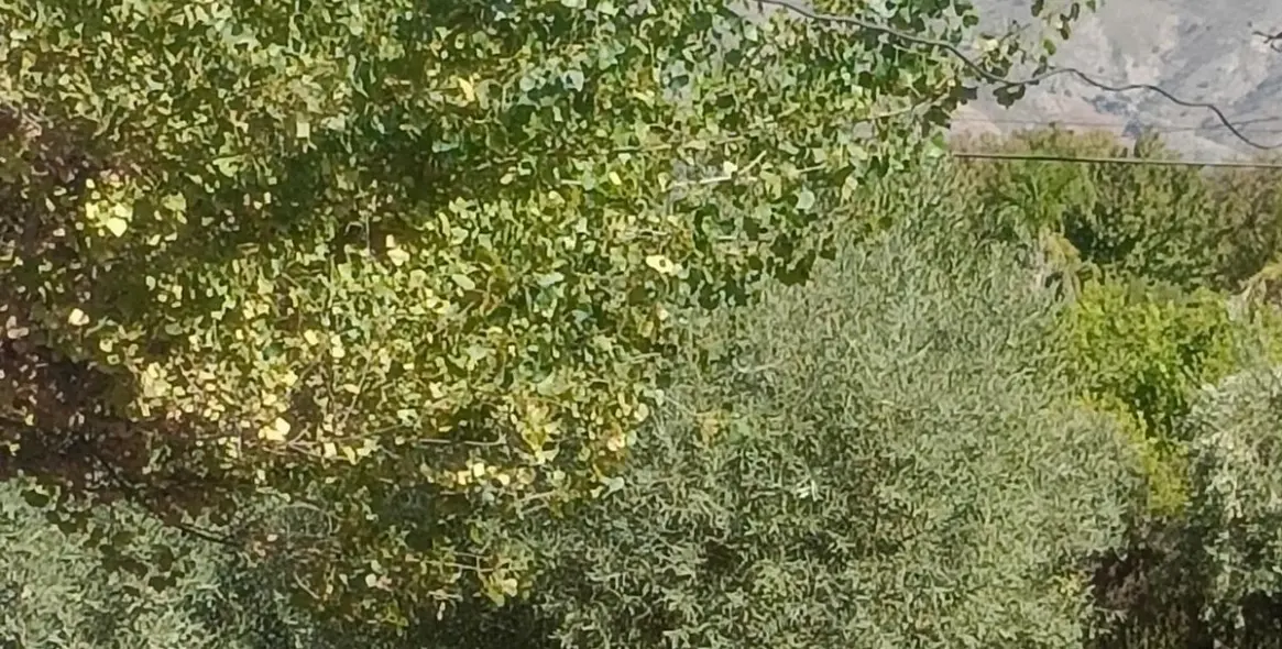 Sale of finca - cortijo in Alhaurín el Grande 3