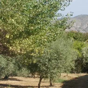 Venta de finca - cortijo en Alhaurín el Grande