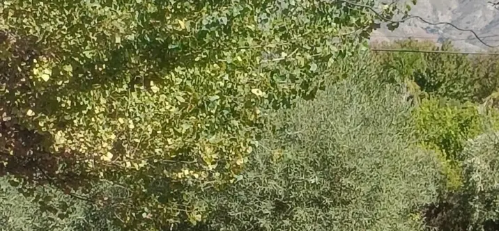 Venta de finca - cortijo en Alhaurín el Grande 2