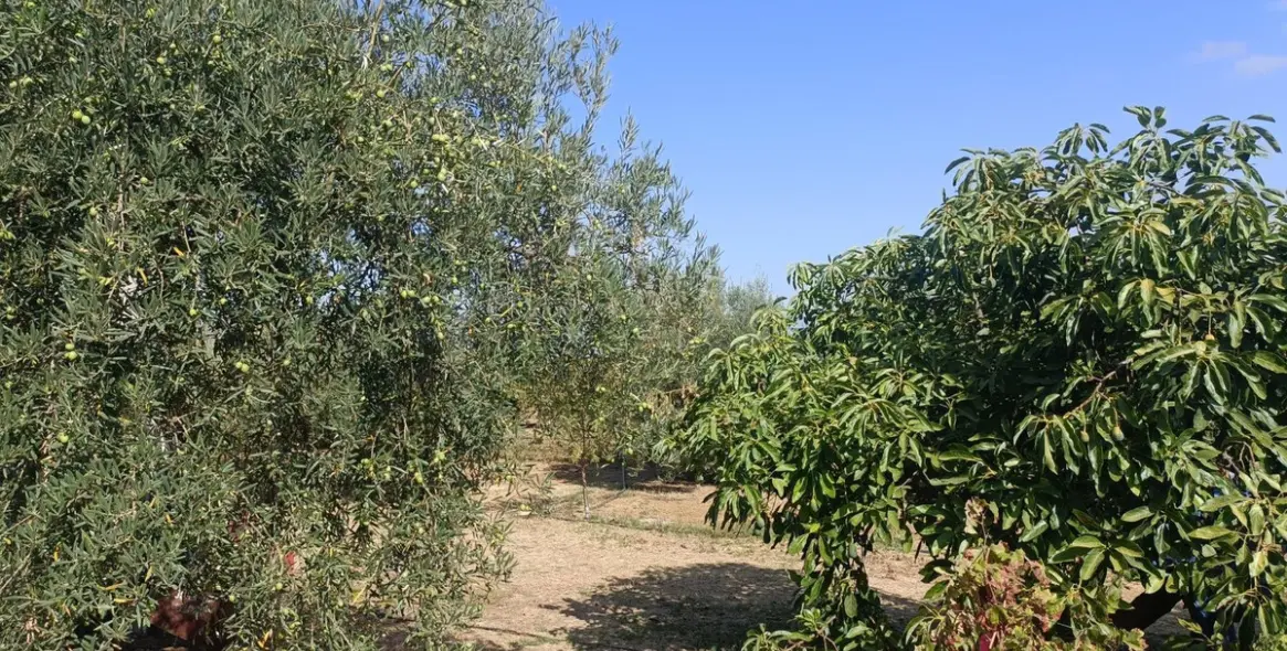 Sale of finca - cortijo in Alhaurín el Grande 32