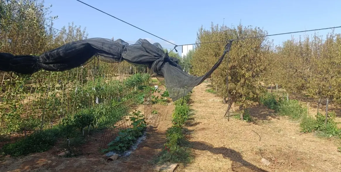 Sale of finca - cortijo in Alhaurín el Grande 34