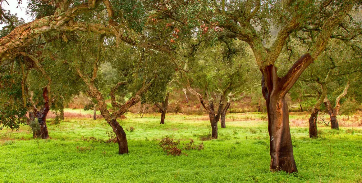 Venta de parcela residencial en Sotogrande 12