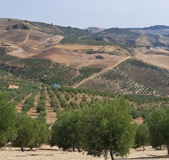 Venta de parcela residencial en Ronda