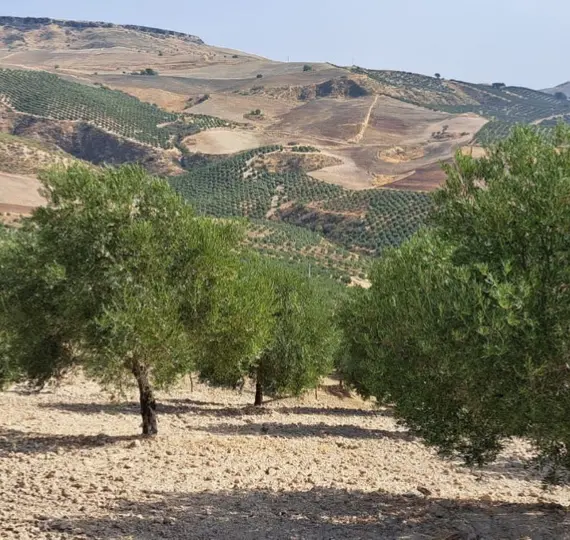 Venta de parcela residencial en Ronda