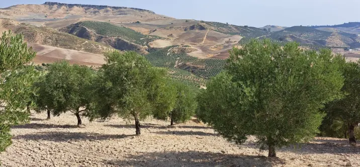 Venta de parcela residencial en Ronda 1