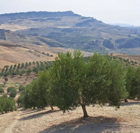 Venta de parcela residencial en Ronda