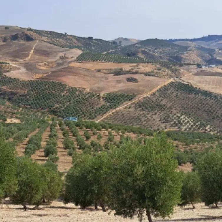 Продажа  жилого участка в Ronda