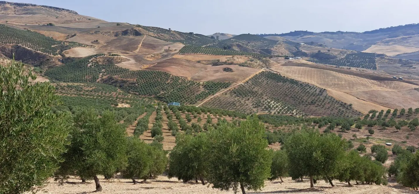 Продажа  жилого участка в Ronda 0