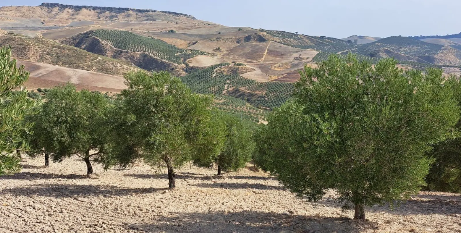 Продажа  жилого участка в Ronda 2