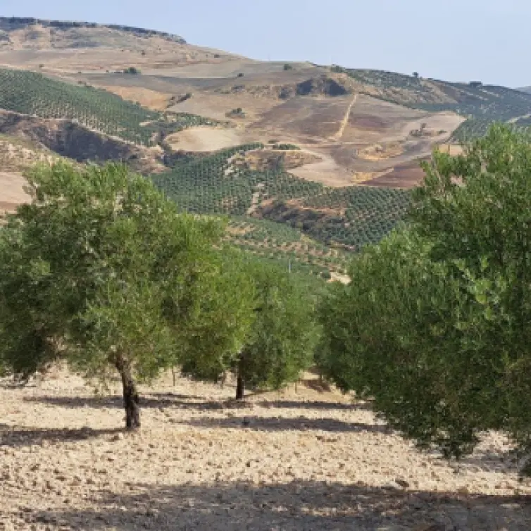 Продажа  жилого участка в Ronda