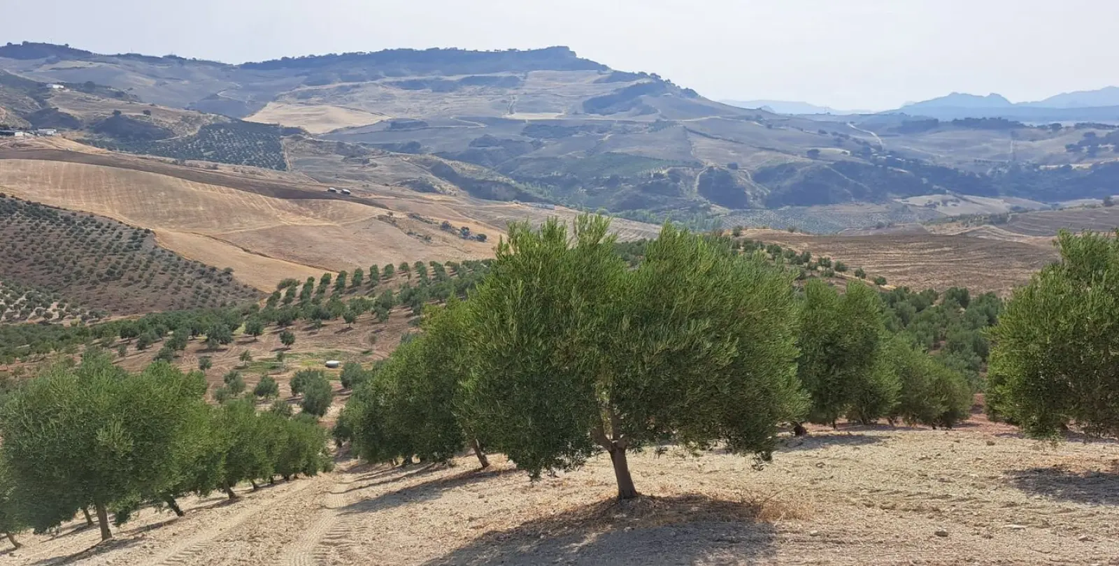 Продажа  жилого участка в Ronda 3