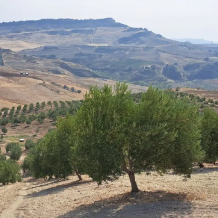 Продажа  жилого участка в Ronda