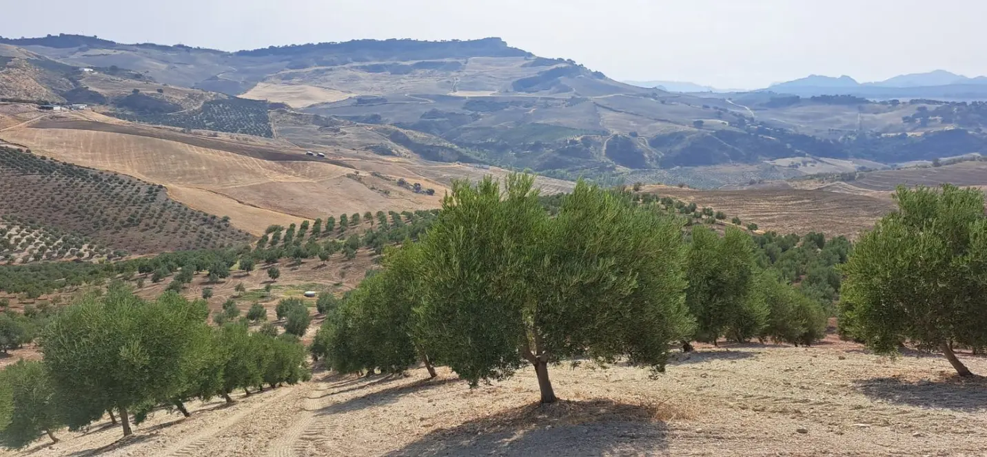 Продажа  жилого участка в Ronda 2