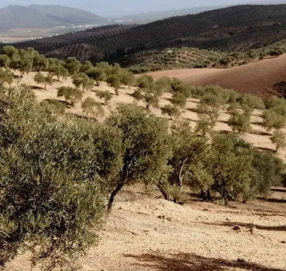 Venta de parcela residencial en Sierra de Yeguas