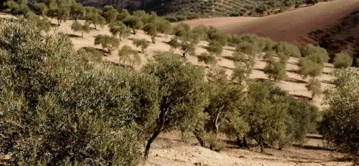 Venta de parcela residencial en Sierra de Yeguas 0