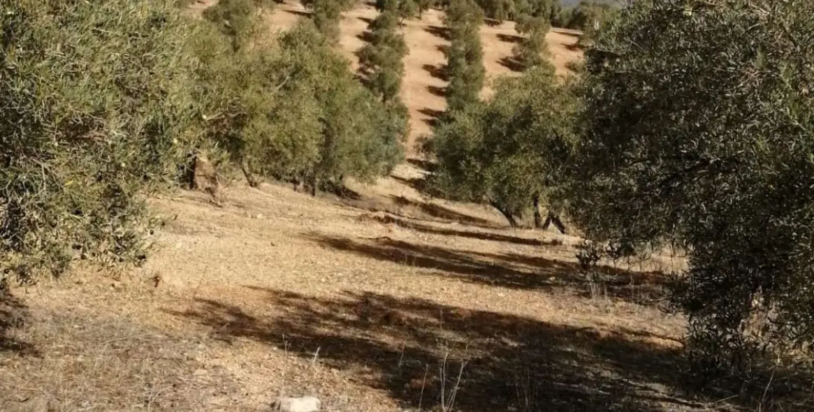 Продажа  жилого участка в Sierra de Yeguas 2