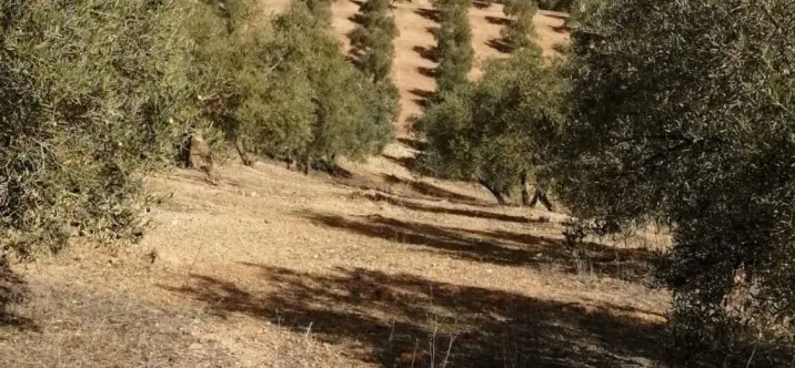 Venta de parcela residencial en Sierra de Yeguas 1