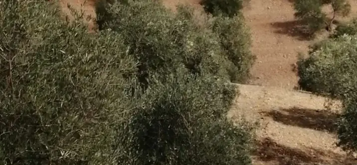 Venta de parcela residencial en Sierra de Yeguas 3