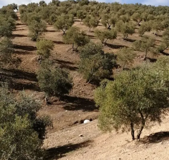 Venta de parcela residencial en Sierra de Yeguas