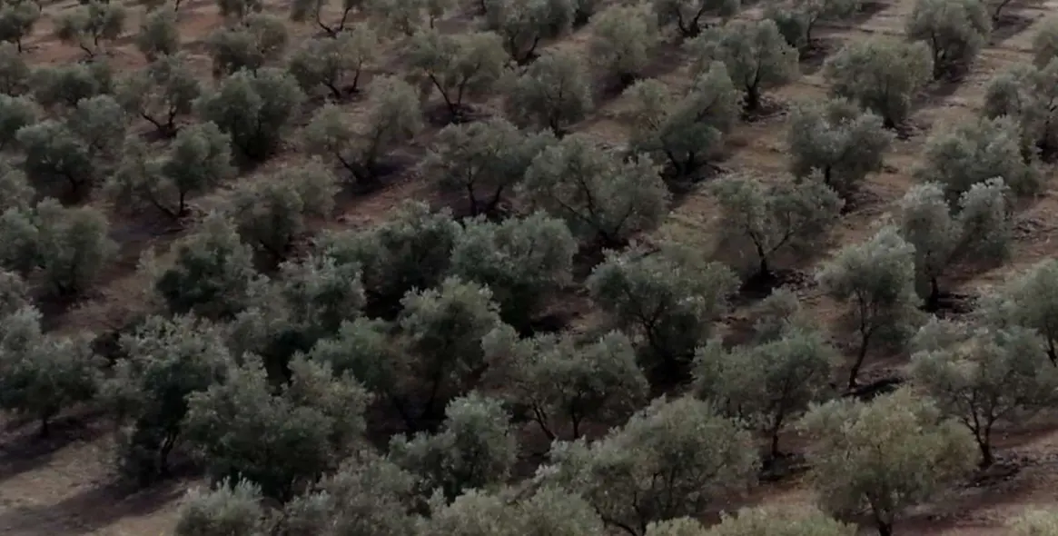 Продажа  жилого участка в Sierra de Yeguas 8