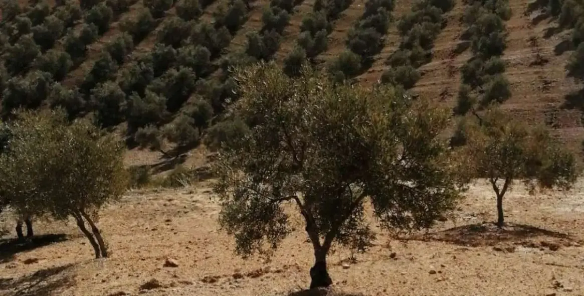 Продажа  жилого участка в Sierra de Yeguas 12