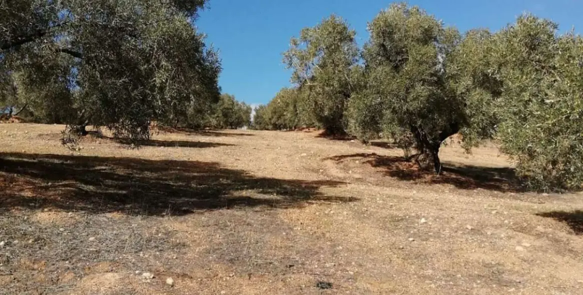 Продажа  жилого участка в Sierra de Yeguas 13