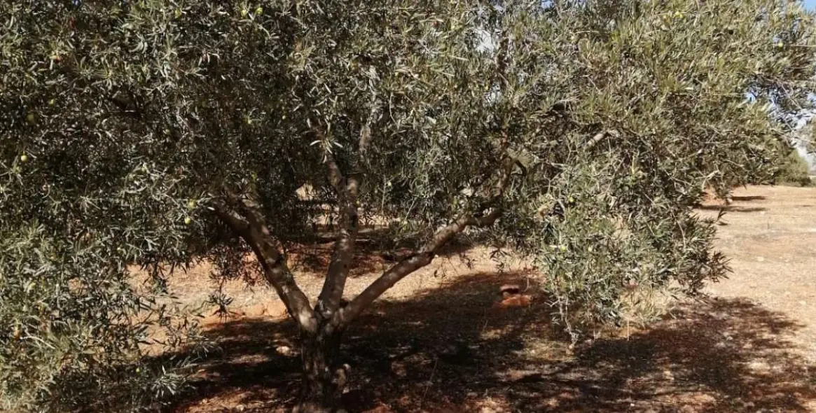 Продажа  жилого участка в Sierra de Yeguas 14