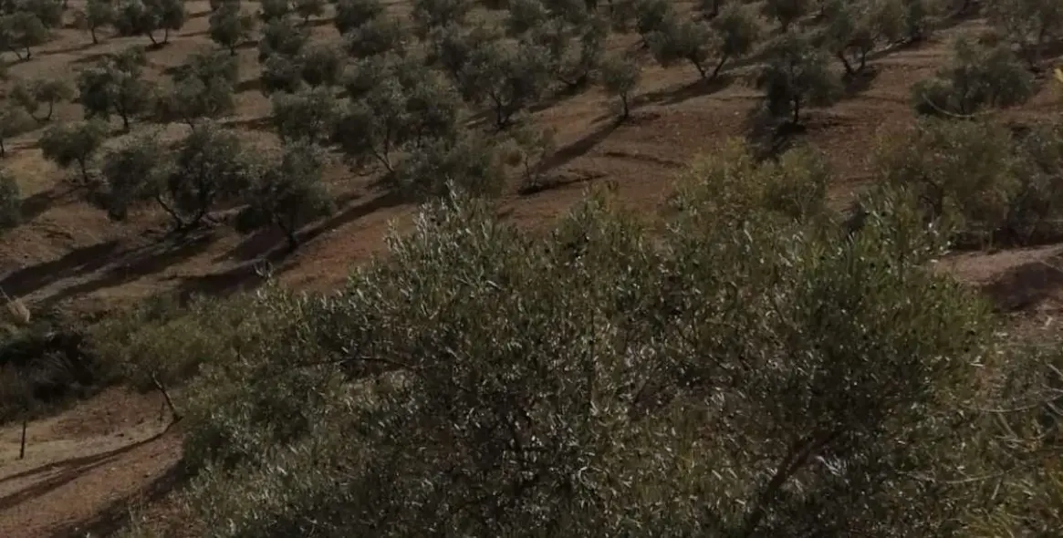 Продажа  жилого участка в Sierra de Yeguas 16