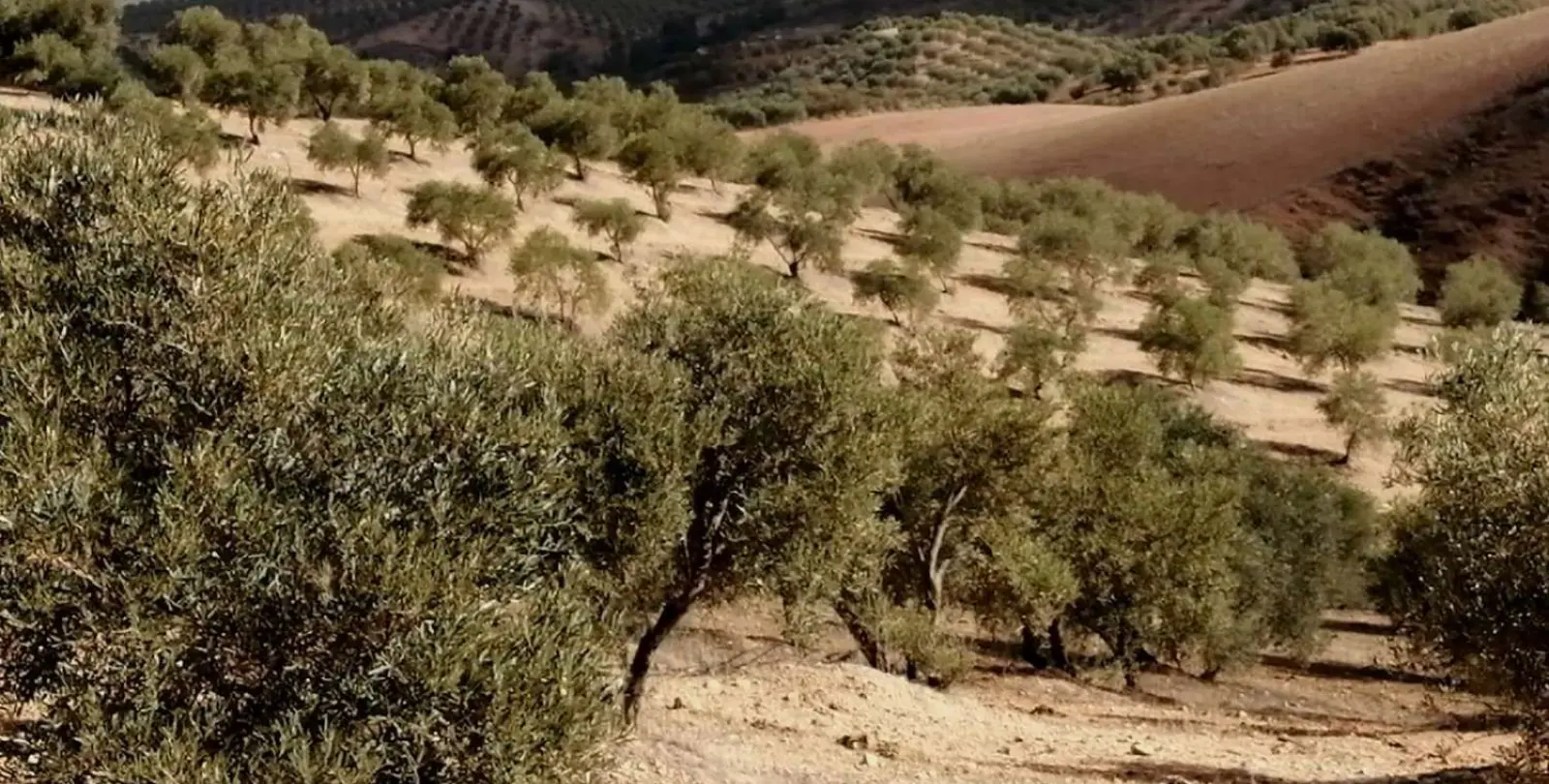 Продажа  жилого участка в Sierra de Yeguas 1